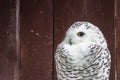 Owl in a Russian zoo.